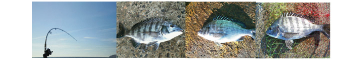 黒鯛 チヌ 年間600匹 落とし込み&前打ち こうすれば釣れます! 黒鯛 チヌ の釣り方只今、全公開中! もしあなたが、黒鯛 チヌを釣ってみたい、もっと釣れるようになりたい、50cmオーバーを釣りたい、そう思うのであれば、今すぐ読み進めてください 黒鯛 チヌ 年間600匹 落とし込み&前打ち こうすれば釣れます! 黒鯛 チヌ の釣り方只今、全公開中! もしあなたが、黒鯛 チヌを釣ってみたい、もっと釣れるようになりたい、50cmオーバーを釣りたい、そう思うのであれば、今すぐ読み進めてください