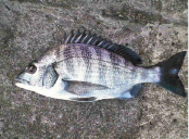 黒鯛 チヌ 年間600匹 落とし込み&前打ち こうすれば釣れます 黒鯛 チヌ 年間600匹 落とし込み&前打ち こうすれば釣れます