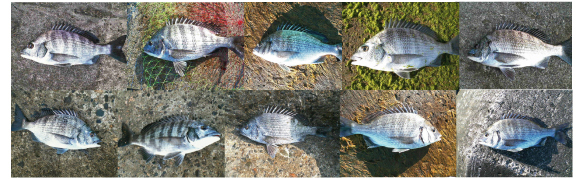 黒鯛 チヌ 年間600匹 落とし込み&前打ち こうすれば釣れます 黒鯛 チヌ 年間600匹 落とし込み&前打ち こうすれば釣れます