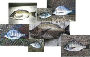 黒鯛 チヌ 年間600匹 落とし込み&前打ち こうすれば釣れます 黒鯛 チヌ 年間600匹 落とし込み&前打ち こうすれば釣れます
