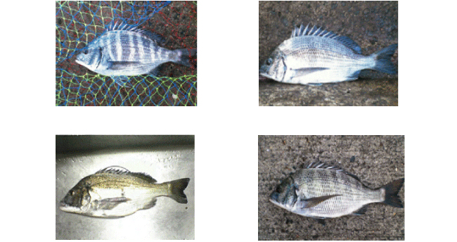 黒鯛 チヌ 年間600匹 落とし込み&前打ち こうすれば釣れます 黒鯛 チヌ 年間600匹 落とし込み&前打ち こうすれば釣れます