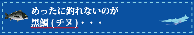 めったに釣れないのが黒鯛(チヌ)・・・ めったに釣れないのが黒鯛(チヌ)・・・